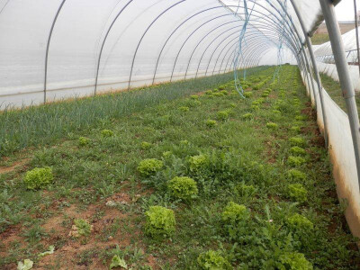 Salata i mladi luk Salata i mladi luk