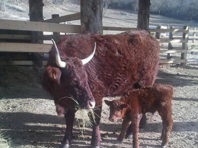 Kod obitelji Omazić