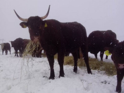 Cijelu zimu na otvorenom