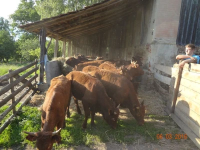 Salers goveda