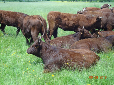 U Zadarskoj županiji kod obitelji Tankosić