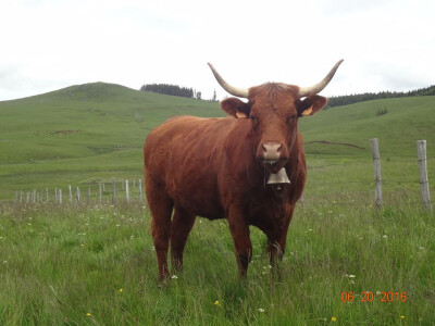 Rogovima se uspješno brani i od vukova