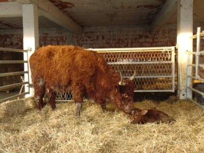 Salers Bingo Salers Bingo