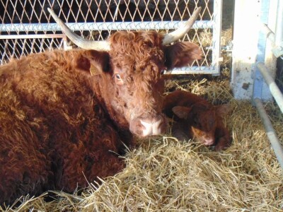 Salers Bingo Salers Bingo