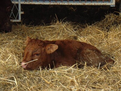 Salers Bingo Salers Bingo