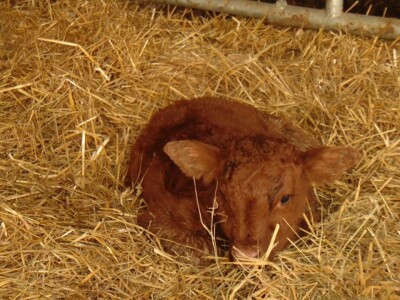 Salers Bingo Salers Bingo