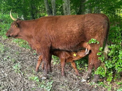 Farma Ohran