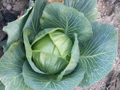 Salih Čaušević: Veseli me što domaća proizvodnja dobija na cijeni