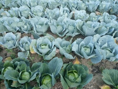 Salih Čaušević: Veseli me što domaća proizvodnja dobija na cijeni