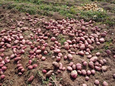 Salih Čaušević: Veseli me što domaća proizvodnja dobija na cijeni