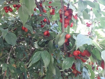 Salih Čaušević: Veseli me što domaća proizvodnja dobija na cijeni