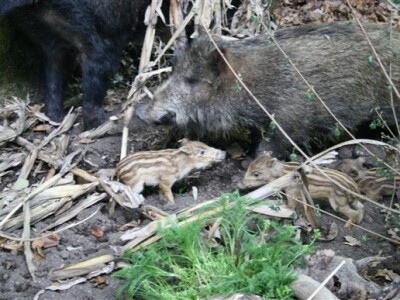 8. Sajam lova, ribolova i kontinetalnog turizma