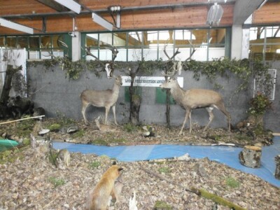 Preparirane životinje na sajmu SALORI Preparirane životinje na sajmu SALORI