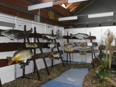 Izložbeni primjerci riba na sajmu SALORI Izložbeni primjerci riba na sajmu SALORI