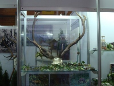 Izložbeni primjerak rogova na sajmu SALORI Izložbeni primjerak rogova na sajmu SALORI