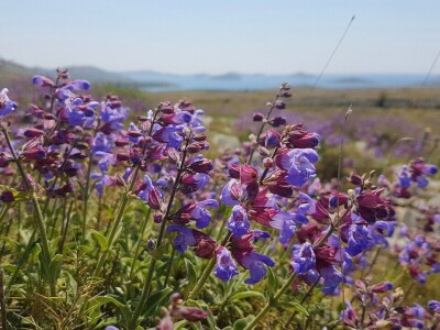 Salvia Kornati