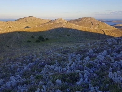 Salvia Kornati