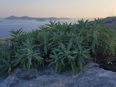 Salvia Kornati