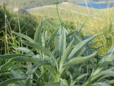 Salvia Kornati