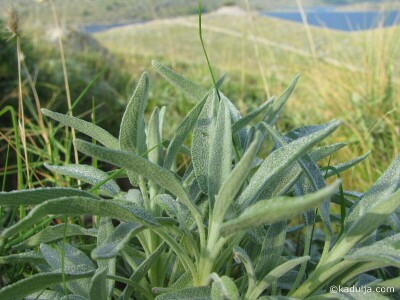 Salvia Kornati