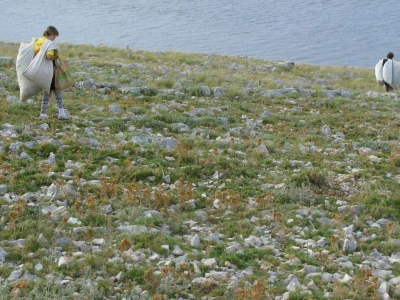 Salvia Kornati