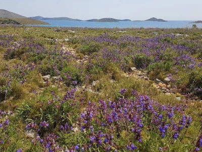 Salvia Kornati