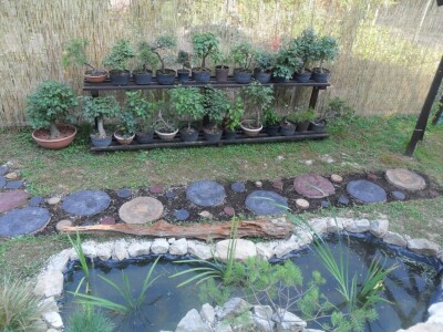 Jezerce i polica za bonsai Jezerce i polica za bonsai