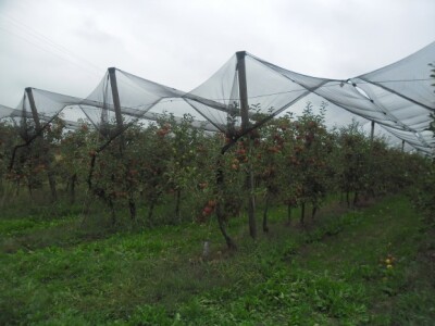 OPG Sudetić iz Prekopakre