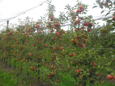 OPG Sudetić iz Prekopakre