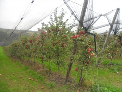 OPG Sudetić iz Prekopakre