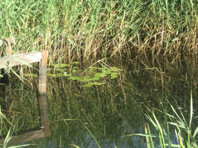Sam napravio vlastito jezero - vratio laste, kornjače, mlakuše