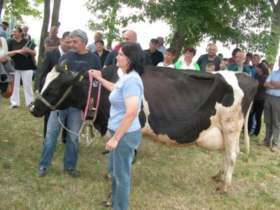 Muzna krava iz farme OPG Putnik, šampionka na stočnoj izložbi