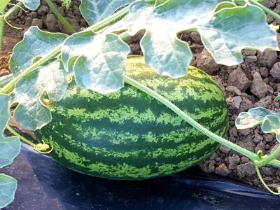 Samir Kljunić: Prodaja odlično ide, svaki dan prodamo tonu lubenice