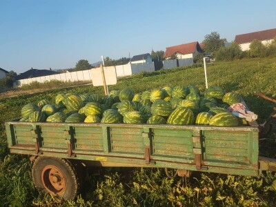 Samir Kljunić: Prodaja odlično ide, svaki dan prodamo tonu lubenice