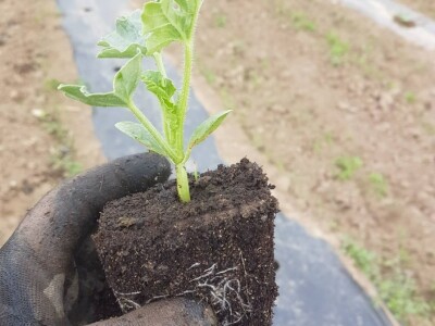 Samir Kljunić: Prodaja odlično ide, svaki dan prodamo tonu lubenice