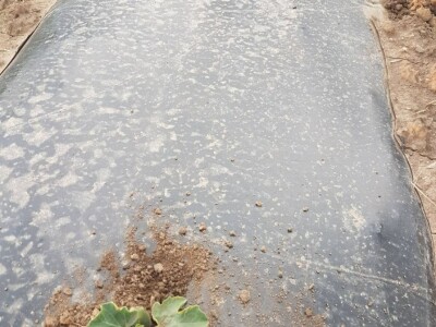 Samir Kljunić: Prodaja odlično ide, svaki dan prodamo tonu lubenice