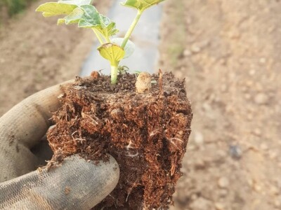 Samir Kljunić: Prodaja odlično ide, svaki dan prodamo tonu lubenice