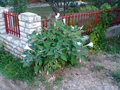 Samonikla D. innoxia izvan dvorišta na Srimi