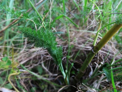 Samonikle priobalne biljke otpornije na klimatske promjene i štetnike