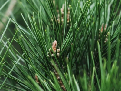 Samonikle priobalne biljke otpornije na klimatske promjene i štetnike