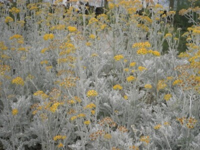 Nove plantaže smilja i destilerije