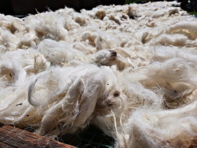 Samostalna djelatnost Pelc