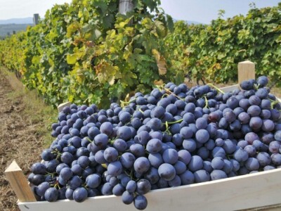 Vinogradi na padinama Oplenca Vinogradi na padinama Oplenca