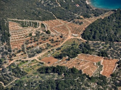 Šampinosko maslinovo ulje