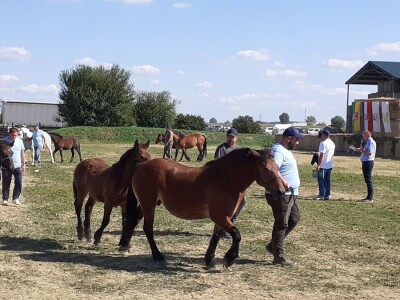 Šampion Gudovca Šampion Gudovca