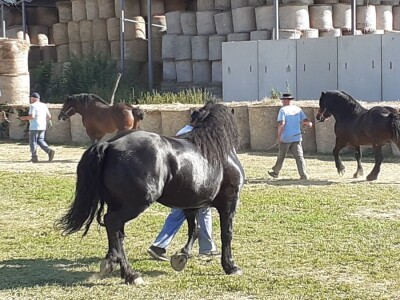 Šampion Gudovca Šampion Gudovca