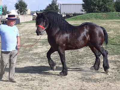 Šampion Gudovca Šampion Gudovca