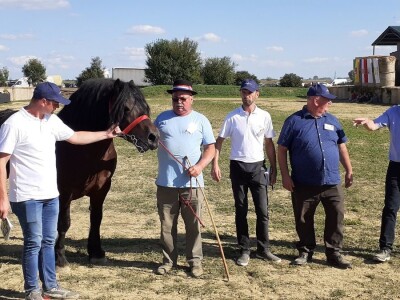 Šampion Gudovca Šampion Gudovca