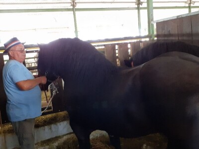 Šampion Gudovca Šampion Gudovca