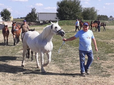 Šampion Gudovca Šampion Gudovca